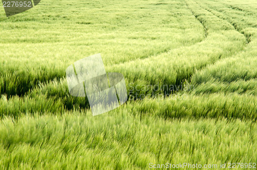 Image of Tracks in soft field