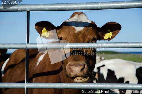 Image of Happy cow