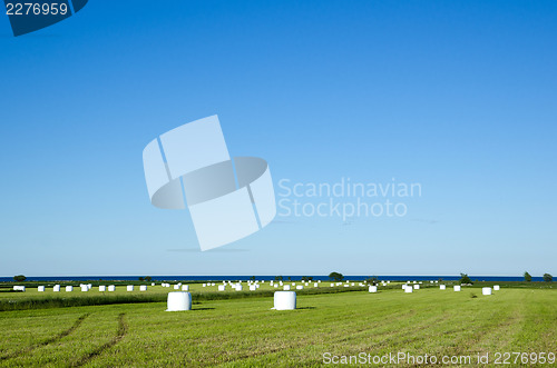 Image of Field of haybales