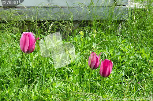 Image of Red tulips among weeds