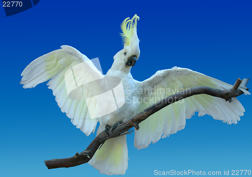 Image of Australian cockatoo