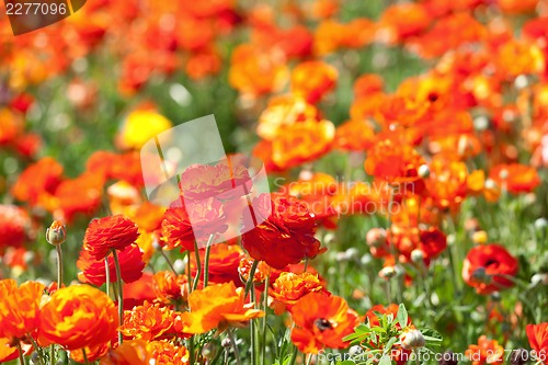Image of blooming flowers