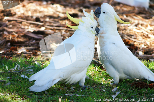 Image of Canoodling cockatoos