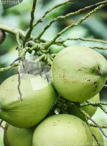 Image of Fruits of the coconut palm trees - big nuts