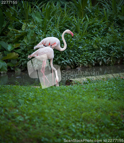 Image of Pair of flamingos feeding in a pool