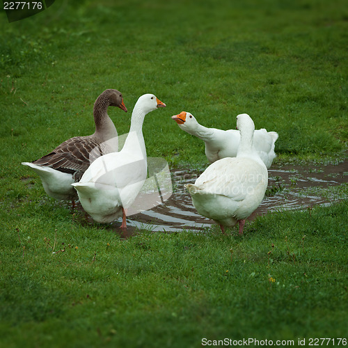 Image of Domestic geese drinking water from puddle