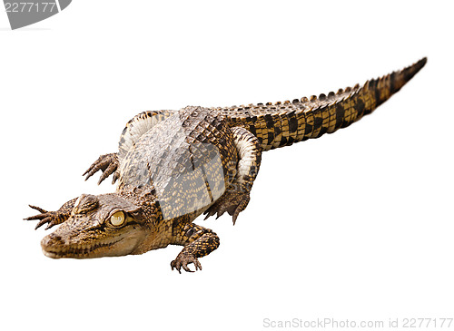 Image of Cub crocodile isolated on white background