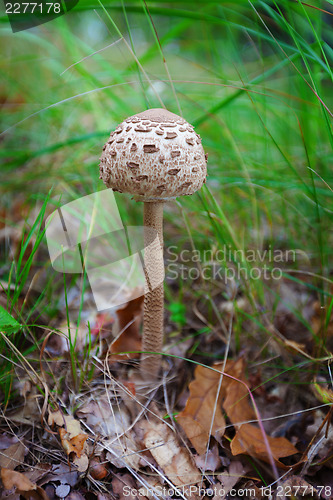 Image of Parasol mushroom