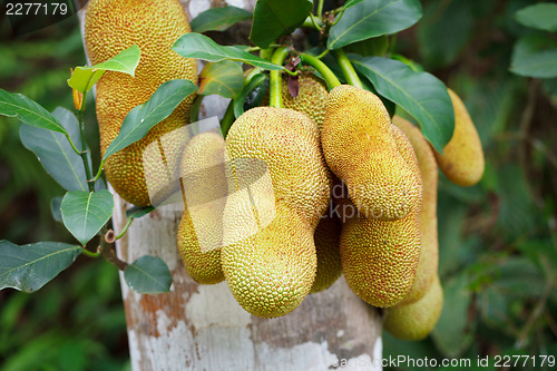 Image of Tropical plant - jackfruit tree in forest