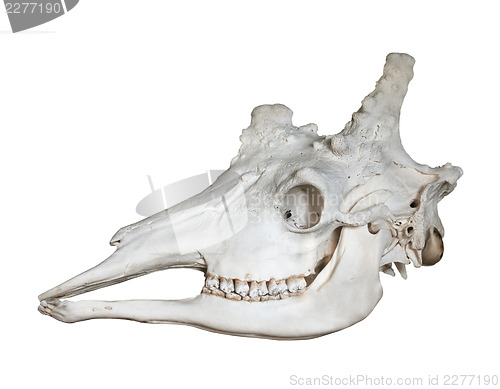 Image of Skull of giraffe isolated on white