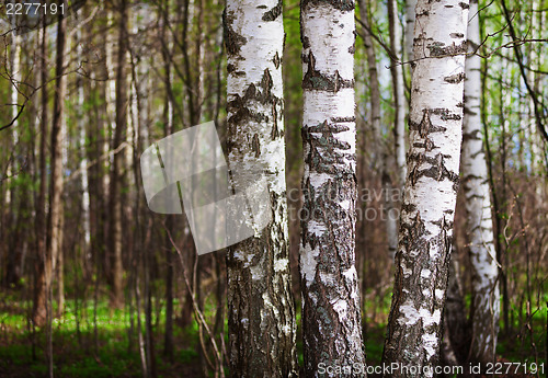 Image of Trunks of birch trees in the northern forest