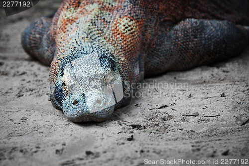 Image of Komodo monitor lizard rests on the sand