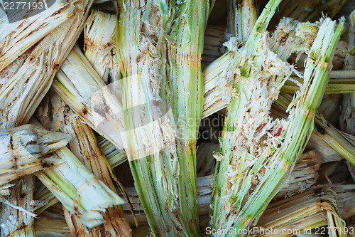 Image of Sugarcane bagasse - organic waste