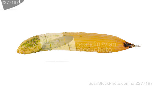 Image of Cucumber turning yellow