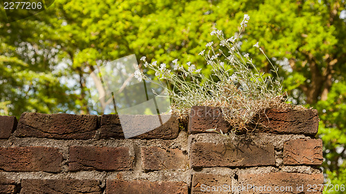 Image of Plant little tree on old red bricks wall background