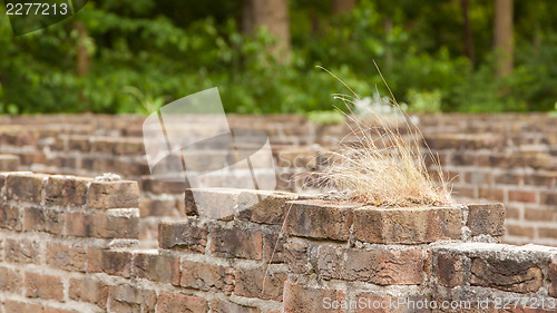 Image of Plant little tree on old red bricks wall background