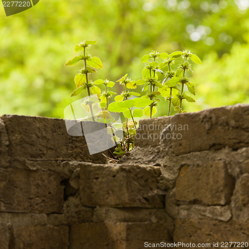 Image of Plant little tree on old red bricks wall background