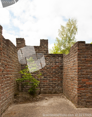 Image of Plant little tree on old red bricks wall background