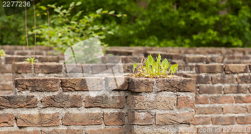 Image of Plant little tree on old red bricks wall background