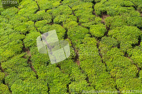 Image of Tea Estate