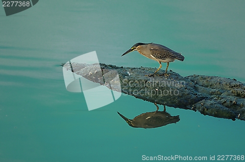 Image of Little Green Heron