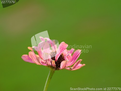 Image of Flowers marking the arrival of the spring season