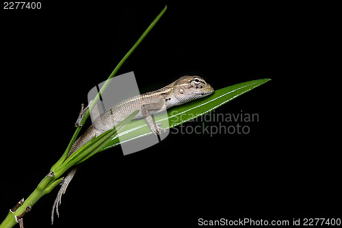 Image of Indian Garden Lizard