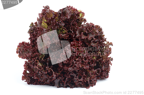 Image of Lollo Rosso Lettuce