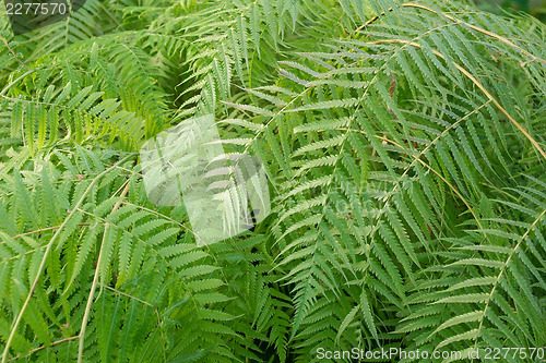 Image of Ferns picture