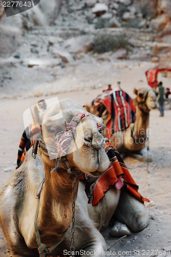 Image of 	Camels