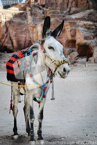 Image of 	Donkey