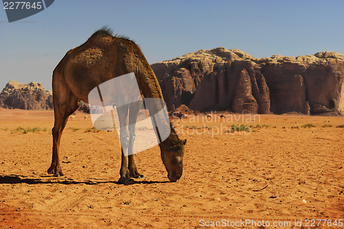 Image of Camel in Wadi Rum