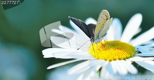 Image of butterfly