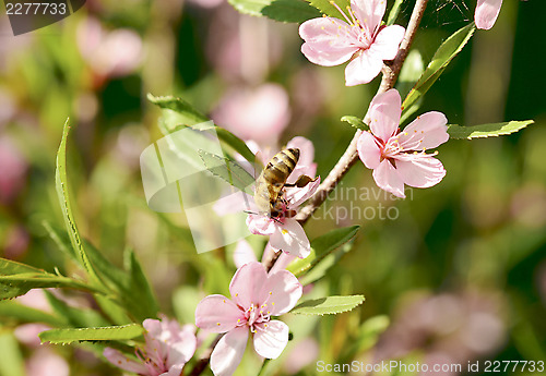 Image of Bee on a flower