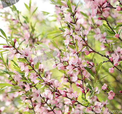 Image of Sakura cherry flower