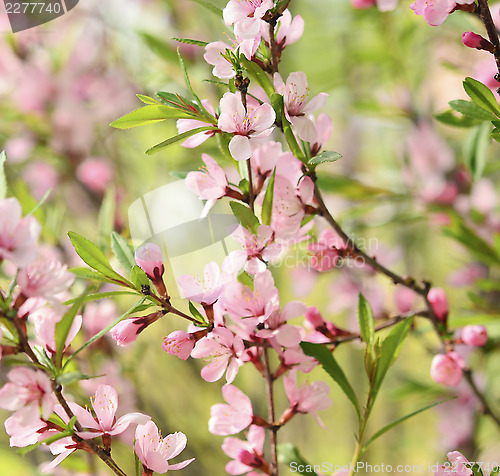 Image of Sakura