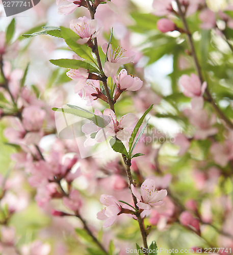 Image of Sakura 