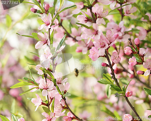 Image of Sakura