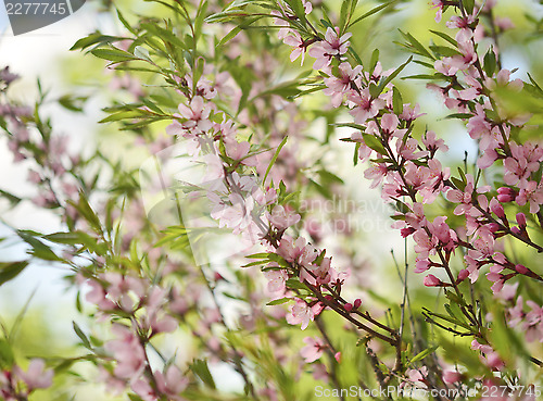Image of Sakura 