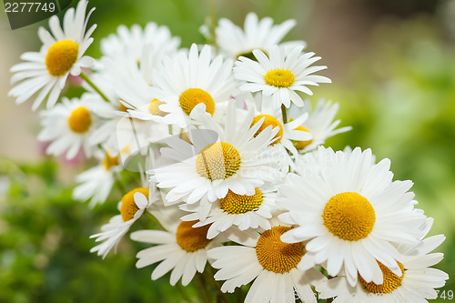 Image of daisy flower with shallow focus