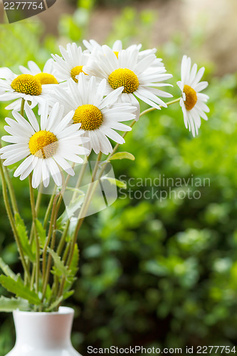 Image of daisy flower in the vase with shallow focus