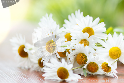 Image of daisy flower with shallow focus