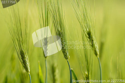 Image of Organic Green spring grains with shallow focus