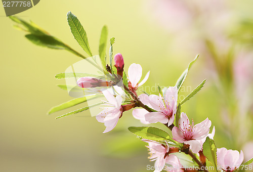 Image of Sakura
