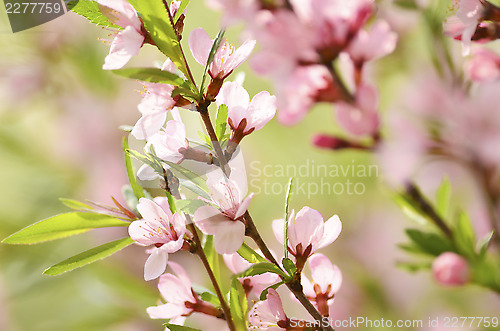 Image of Sakura 