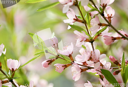 Image of Sakura 