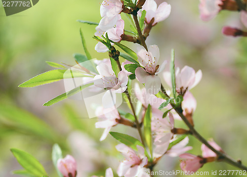 Image of Sakura 