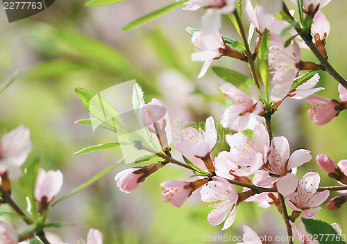 Image of Sakura