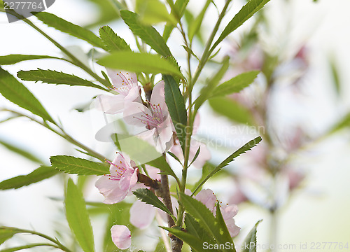 Image of Sakura 