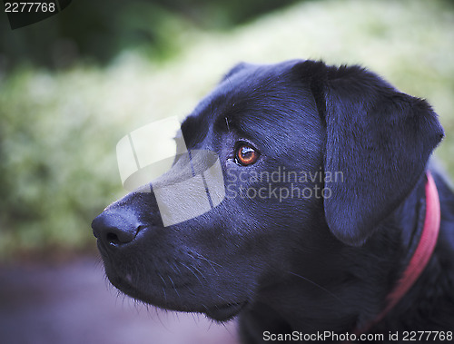 Image of black labrador